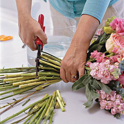 Стебли подрезают секатором