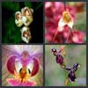 какие бывают орхидеи
