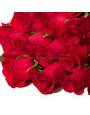 Красные розы, Фридом, бутоны