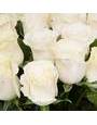 Белые розы Мондиаль