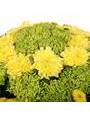 Одиночные хризантемы желтого и зеленого цветов, букет с упаковкой
