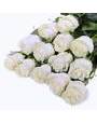 Белые колумбийские розы поштучно