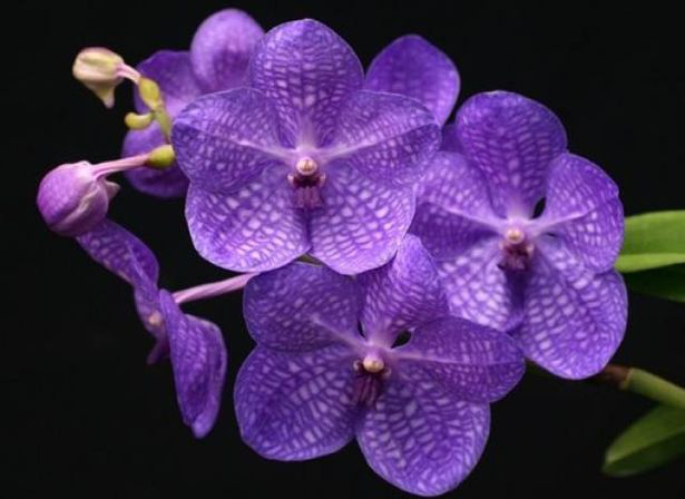 орхидея ванда2