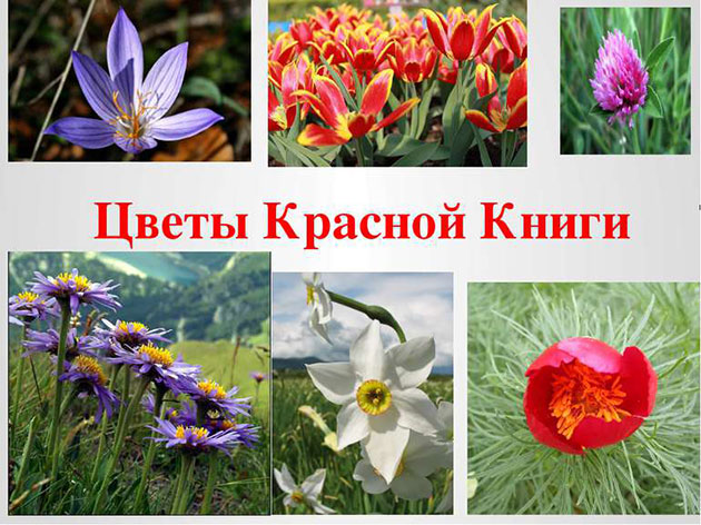 Картинки растения красной книги картинки с названиями