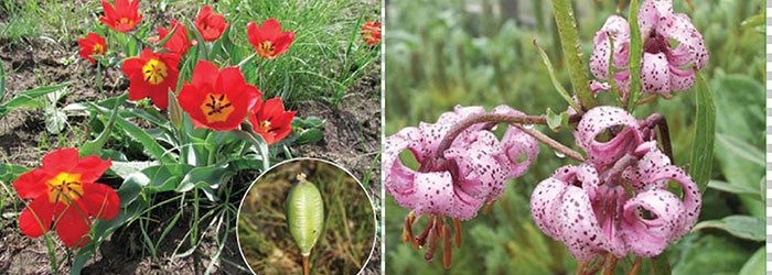Топ-10 растений Харьковщины, занесенных в Красную книгу