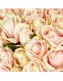 Розы кремового цвета Пич Ааваланч