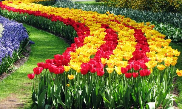 поле с тюльпанами