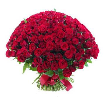 Фото огромного букета из красных роз 201 стебель