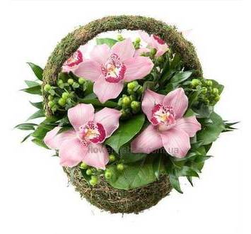 Корзина с розовыми орхидеями цимбидиум, зеленым гиперикумом и зеленью