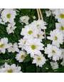 Белые ромашковые хризантемы