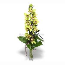 Ветка орхидеи цимбидиум