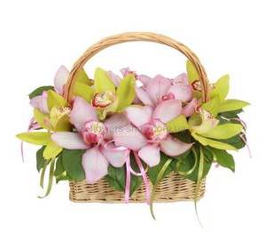Разноцветные орхидеи цимбидиум в корзине