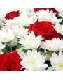 Хризантема Анастасия, красные розы