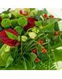 Красные розы, много зелени, гиперикум, зеленые хризантемы