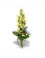 Ветка орхидеи цимбидиум