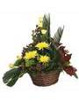 Корзина из желтых роз и хризантем, гиперикума, фениксом и декоративной зеленью